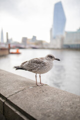 Portrait View of a Gull Standing on a Concrete Barrier with a River Behind it