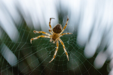 Close shot of a spider on its web