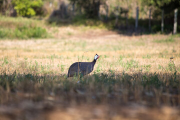 Wild Angola chicken feeding on a farm in the countryside of São Paulo