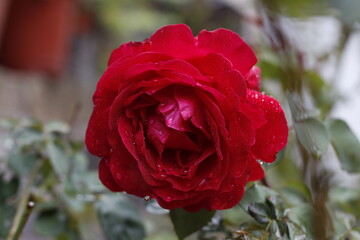 rosa con pequeñas gotas