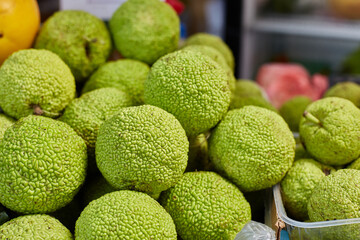 Maclura pomifera orange Apple-bearing or dye mulberry or false orange. The mulberry family. Group Rosaceae. Fruit of the tree on the counter in a box.
