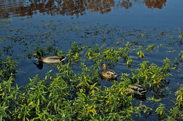 ducks in the water