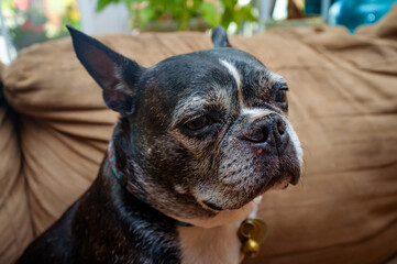 Boston Terrier Dog