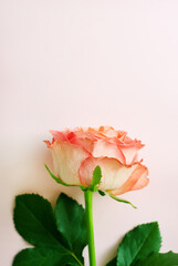 One pink rose on a pink background. Valentine's Day