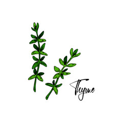 Hand drawn thyme branches. Vector illustration isolated on white. Botanical herbal plant in vintage colored sketch style. Thymus vulgaris.