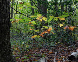 Sun on leaves in the forest