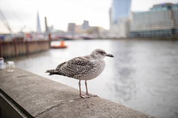 Landscape View of a Gull Standing on a Concrete Barrier with a River Behind it