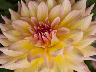 Close up of beautiful yellow-pink flower (dahlia) in full bloom. Minimal floral concept on vibrant colors. Autumn scene. Abstract natural background.