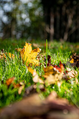 Leaves on floor with sun shinning .
