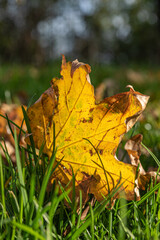 yellow leaf in green grass
