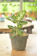 Beautifull Aglaonema Sparkle In A Black Pot Stands On Wooden Table On A Blurred  Background.