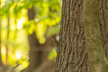 Eastern gray squirrel, known as the grey squirrel is native animal  to eastern North America