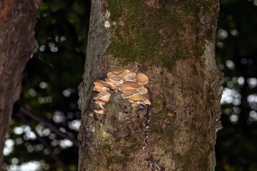 Mushroom.  The fungus growing on a tree trunk