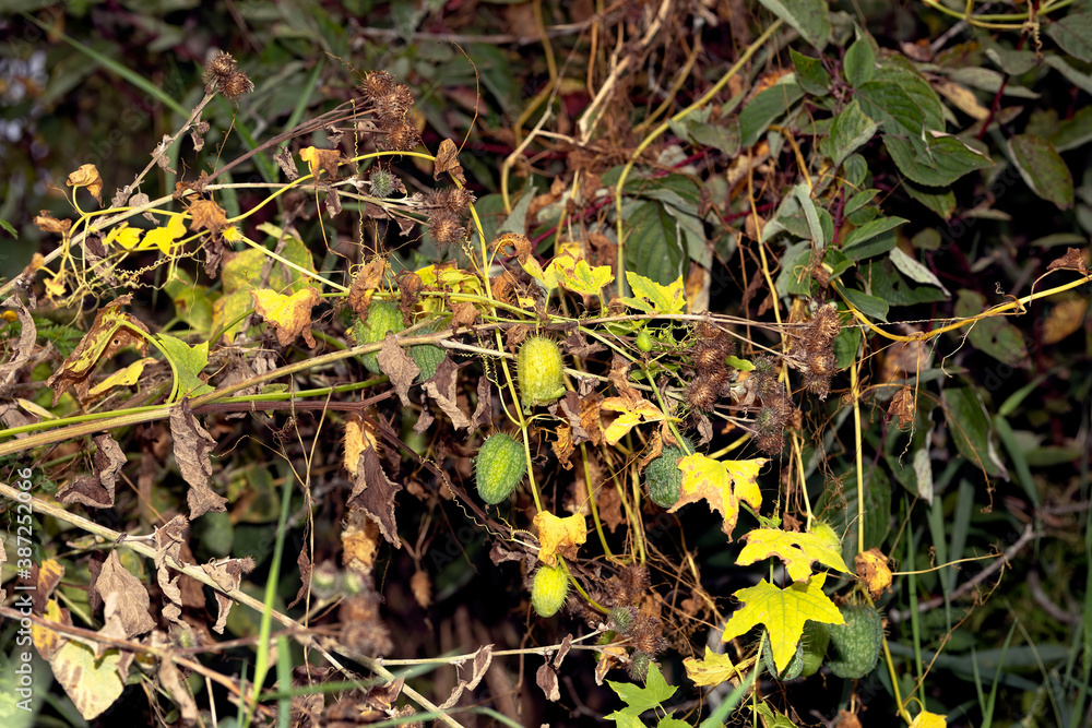 Canvas Prints Wild cucumber, aggressive and ornamental,  fast growing native plant.