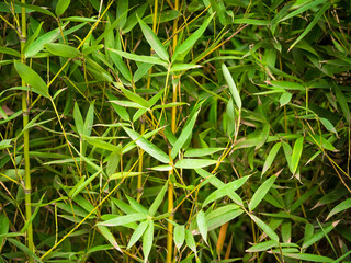 Phyllostachys Aurea is a Species of Bamboo in Medellin, Colombia