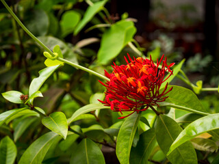Jungle Geranium, Flame of the Woods or Jungle Flame or Pendkuli (Ixora coccinea), Red Flowers like a Bouquet in a Garden