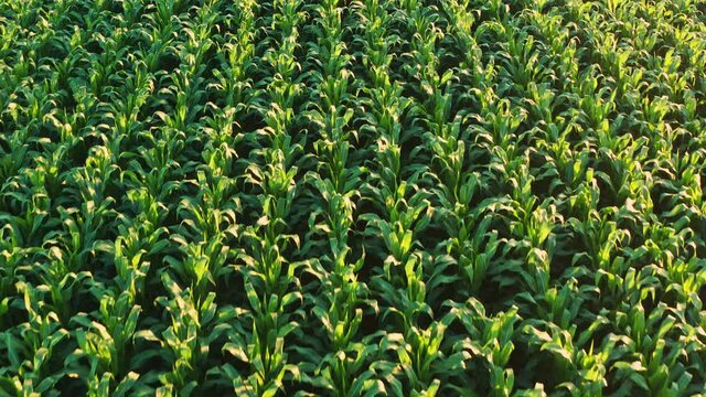 Corn field, aerial over the rows of corn stalks, excellent growth, ripening of the corn field. Agriculture theme.