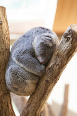 お休み中のコアラ