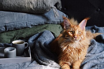 Cozy home with cup of tea with steam, blanket, book and cat. Hygge home interior