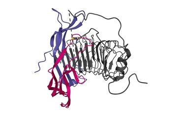 Structure of follicle-stimulating hormone (color) in complex with the entire ectodomain of its receptor (grey), 3D ribbon model, white background