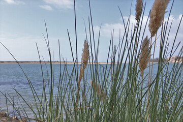 View of the river through the reeds. In the photo, the horizon line in the form of a dam separating the sky from the river.