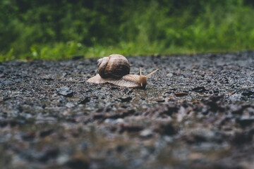 Schnecke