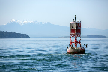 Birds on a buoy 