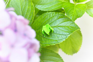 折り紙のカエルとアジサイの葉っぱ