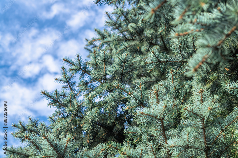 Wall mural Fresh green needles. Bright spruce branches