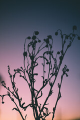 MARCHITANDOSE ATARDECER 