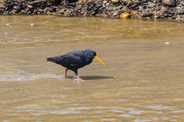 Austernfischer, New Zealand
