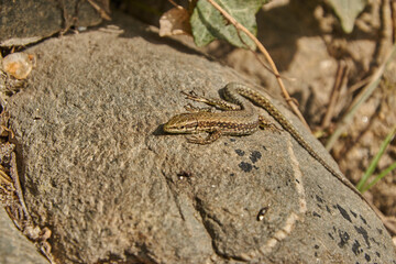 Lizard on a rock in the sun. Lizard on a wall. Lizard relaxing in the sun.