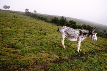 Fototapeta premium Burro negro y blanco paciendo en monte 