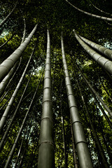 Bosque de bamb&uacute; en Jap&oacute;n
