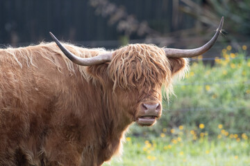 Schottisches Hochlandrind, Highland Cattle