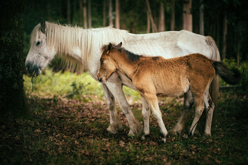 Obraz premium Yegua blanca con potro en un bosque