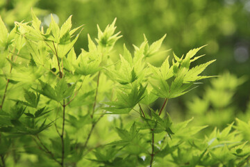 新緑のもみじ