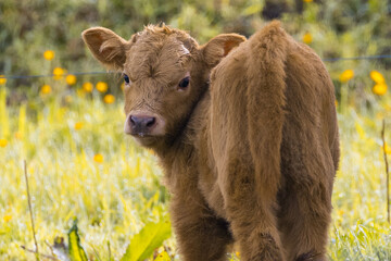 Fototapeta premium Schottisches Hochlandrind, Highland Cattle