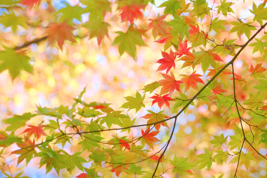 紅葉した桜の木の落ち葉」の写真素材 | 5,729件の無料イラスト