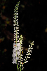 Close up of Black Snakeroot with bumble bee