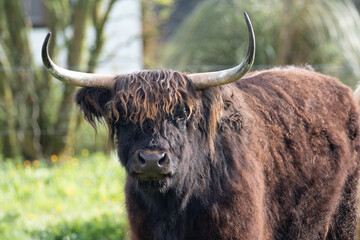Schottisches Hochlandrind, Highland Cattle