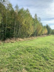 Obraz premium meadow of green grass and forest