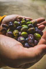 Chica sosteniendo un puñado de olivas recién cogidas junto a una rama de olivo
