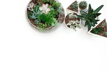 Flat lay of Terrarium of succulents and desktop with white background