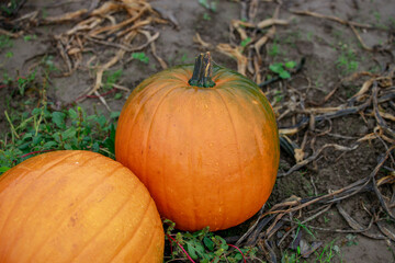 Fototapeta premium Beautiful pumpkin over fall landscape with lawn, trees and foliage. Orange pumpkins over nature background. Autumn harvesting nature concept. 