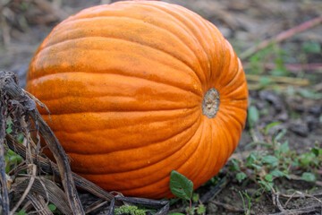 Fototapeta premium Beautiful pumpkin over fall landscape with lawn, trees and foliage. Orange pumpkins over nature background. Autumn harvesting nature concept. 