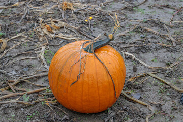 Beautiful pumpkin over fall landscape with lawn, trees and foliage.  Orange pumpkins over nature background. Autumn harvesting nature concept.
