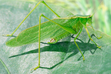 Katydid green grasshopper Tettigonia viridissima on a leaf