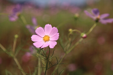 コスモス