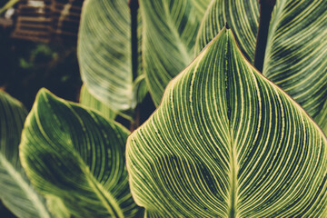 big leaves in garden